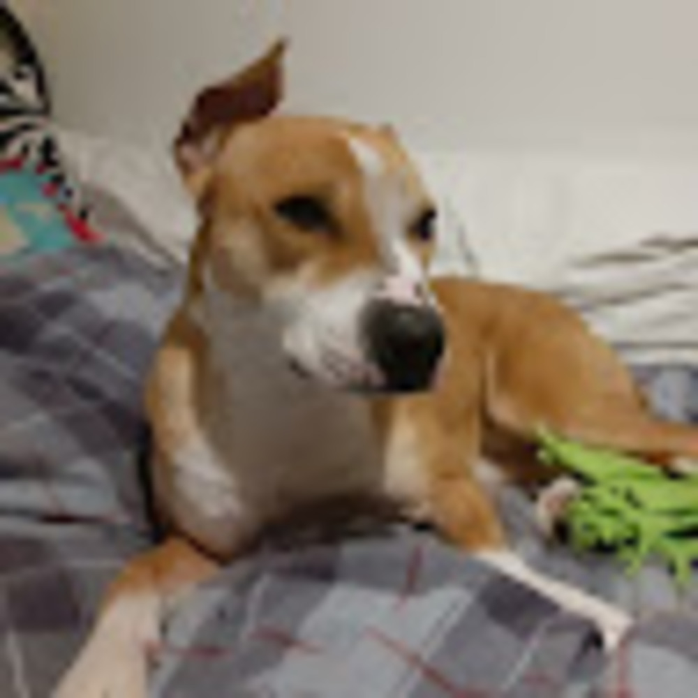 Meet your Posher, Sierra